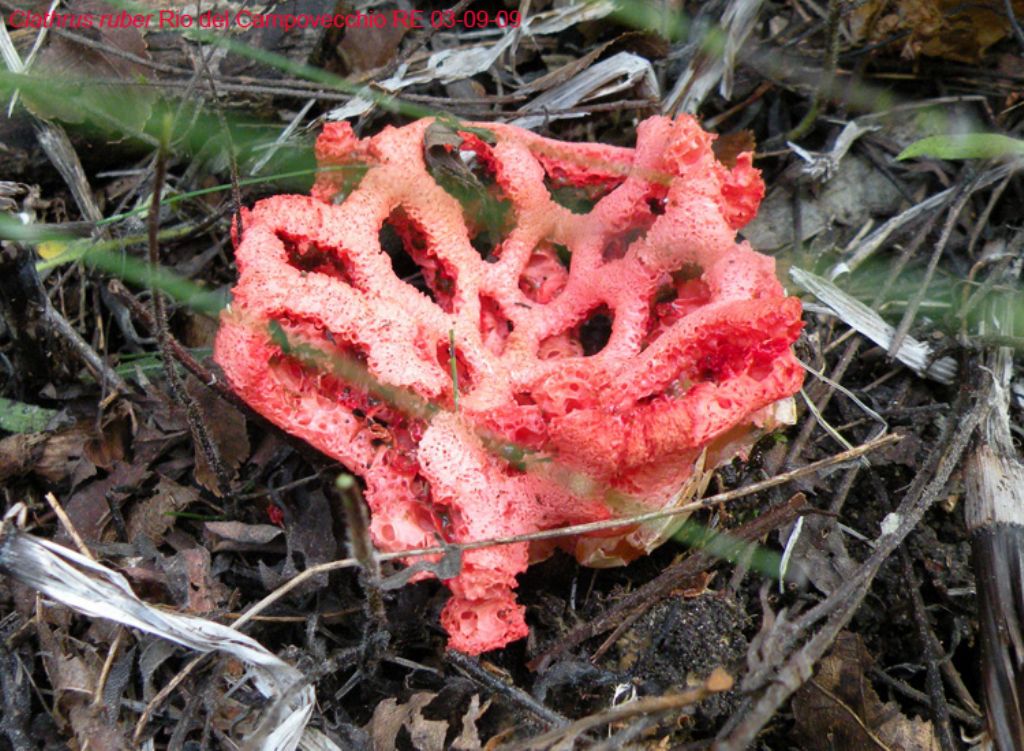 Paxillus rubicundulus?